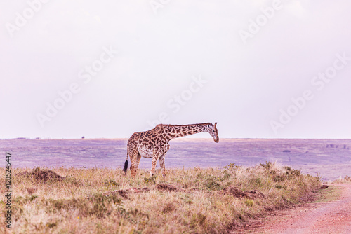 Photography giraffe walking in the savannah