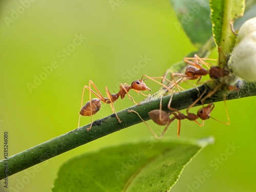 Weaver ants or Oecophylla are walking on a tree trunk photo