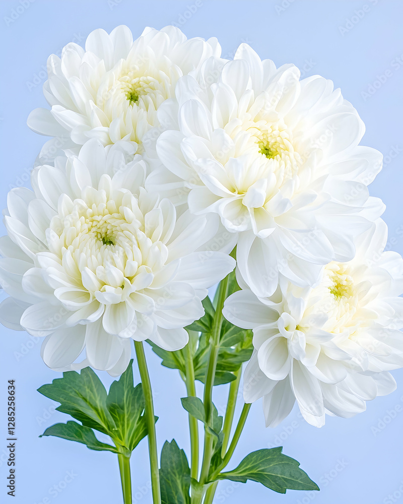Fototapeta premium White chrysanthemum bouquet, studio shot, pastel blue background, floral arrangement, wedding decor