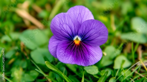 Vibrant Purple Pansy Blossom in Lush Green Grass Captures Spring Beauty.