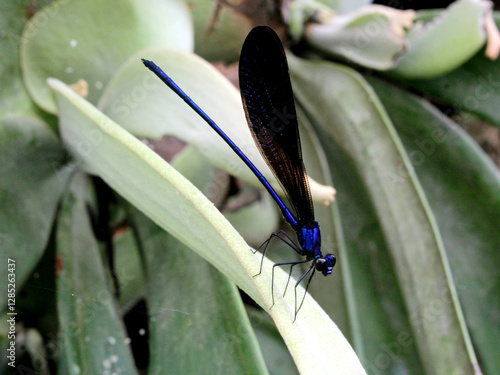 This shiny blue dragonfly belongs to the order Odonata, suborder Zygoptera, and family Calopterygidae. photo