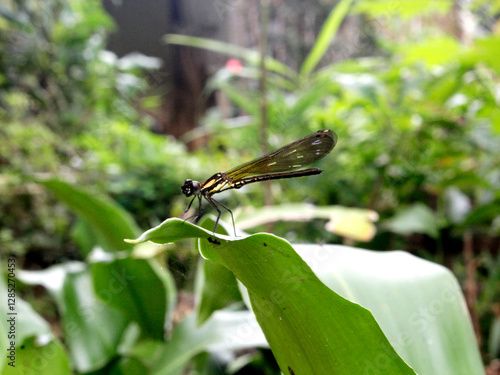 Dragonflies belong to the order Odonata, suborder Zygoptera, and family Calopterygidae. photo