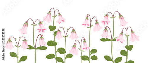 twinflowers, twin flowers, Linnaea borealis , vector drawing wild plants at white background, floral border, hand drawn botanical illustration