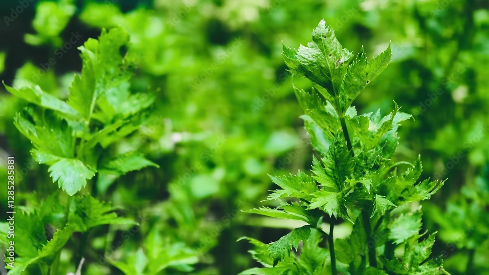 Fresh Celery Growing in the Garden Under the Summer Sun Fresh Celery Growing in the Garden Under the Summer Sun