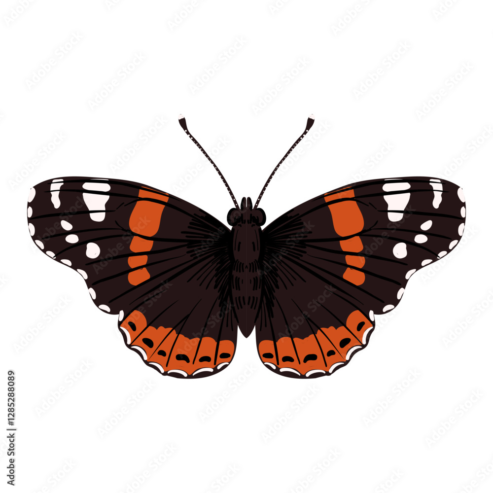 Fototapeta premium vector drawing butterfly , red admiral, Vanessa atalanta, insect isolated at white background, natural element, hand drawn illustration