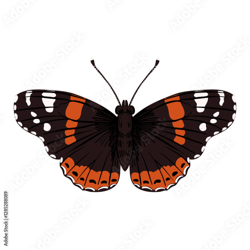 vector drawing butterfly , red admiral, Vanessa atalanta, insect isolated at white background, natural element, hand drawn illustration