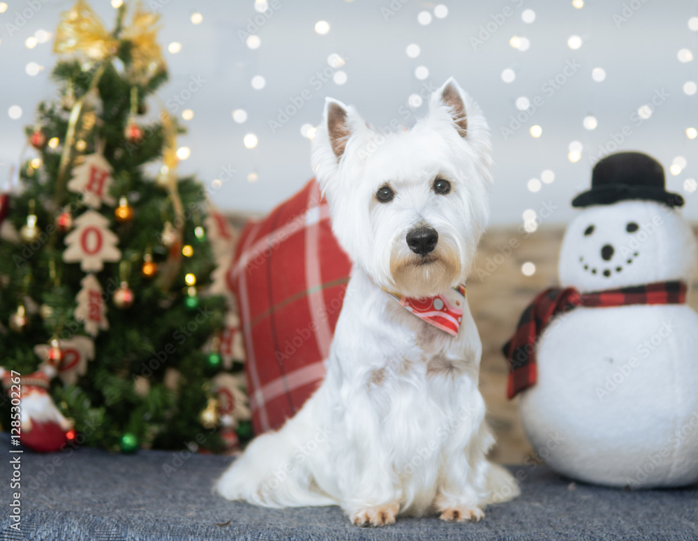 perro navidad sesion perro navidad sesion