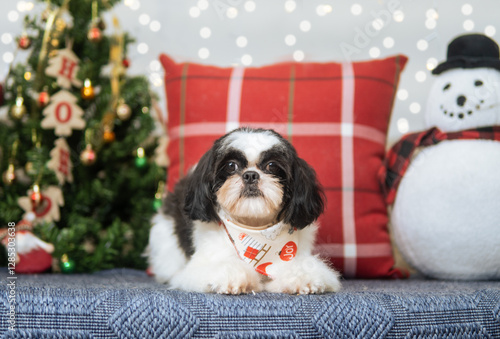 perro navidad sesion photo