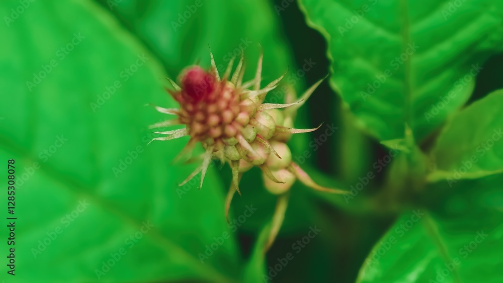 Captivating close-up of a unique flower bud surrounded by vibrant green leaves, showcasing nature's intricate details and delicate beauty Captivating close-up of a unique flower bud surrounded by vibrant green leaves, showcasing nature's intricate details and delicate beauty