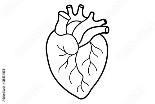 Human Heart Anatomically Correct Hand Drawn Line Art and Dot work. Flash Tattoo or Print Design Vector Illustration.