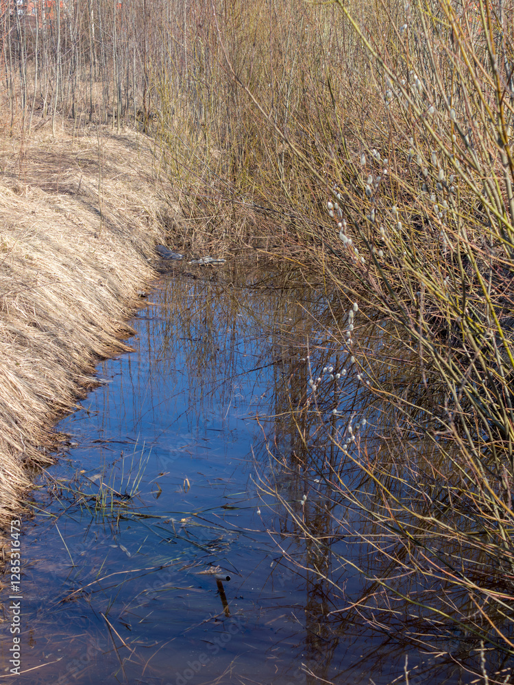 willows in spring willows in spring