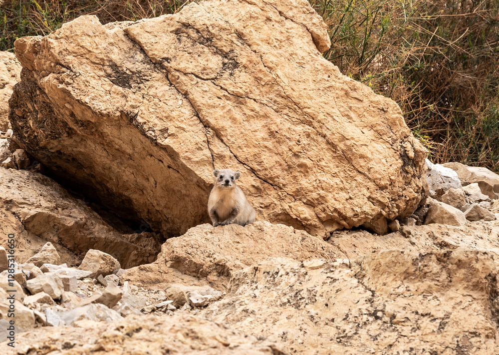 Fototapeta premium Cape hyrax mountain hare Procavia capensis sits on rock in Arugot Stream Nature Reserve near Dead Sea in southern Israel