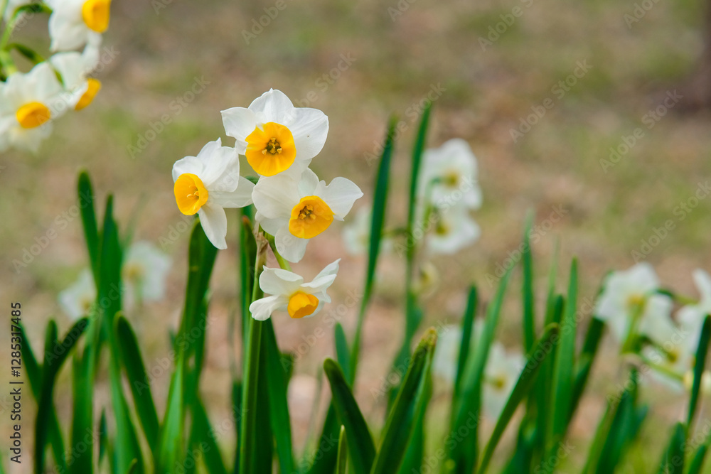 Bunch-flowered daffodil in Osaka Park, Japan. Bunch-flowered daffodil in Osaka Park, Japan.