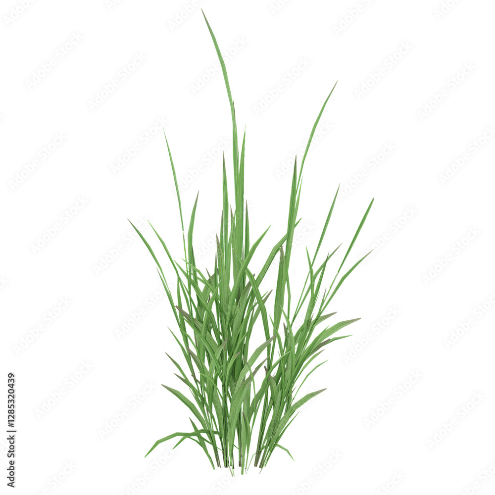 3d illustration of grass isolated on transparent canvas 3d illustration of grass isolated on transparent canvas
