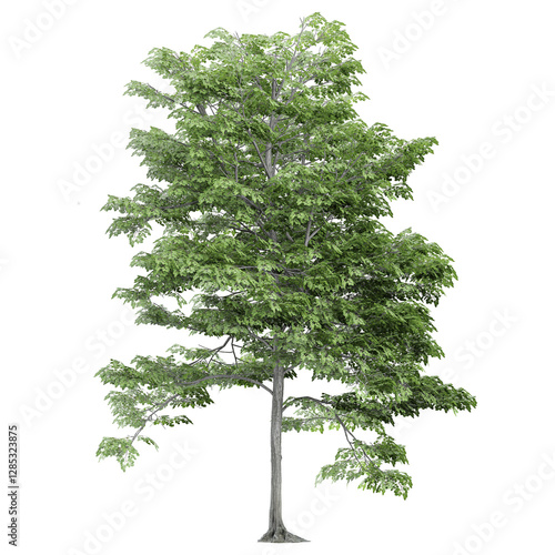 collection of tilia europaea tree isolated on transparent Canvas