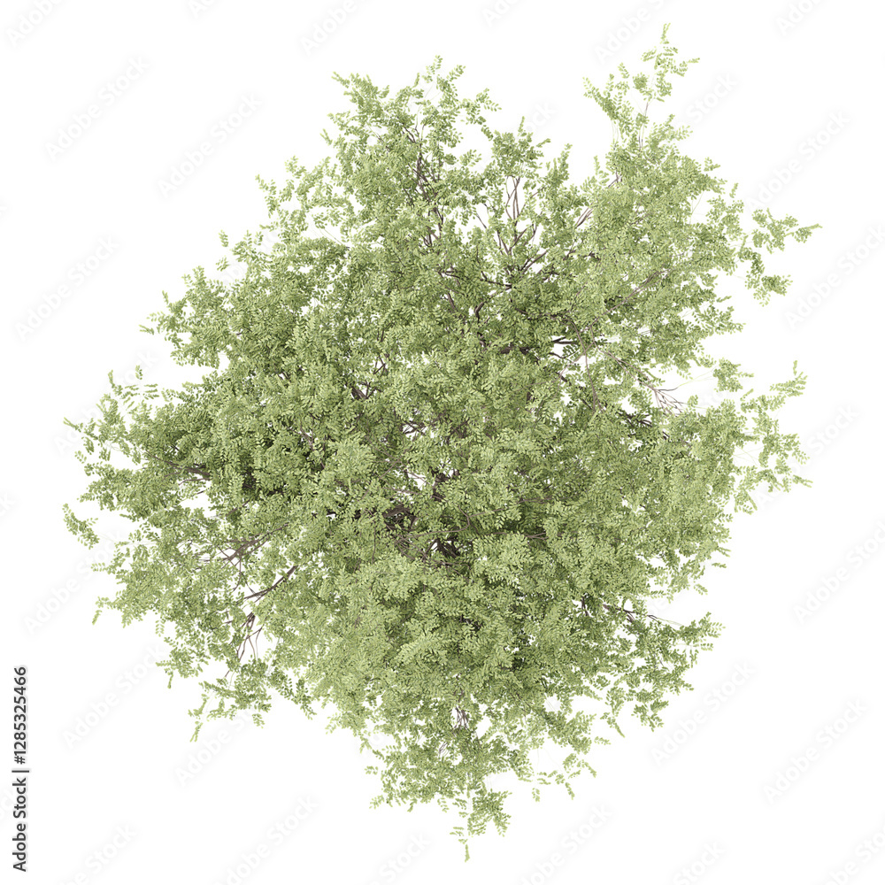 Obraz premium 3d illustration of sheena's gold tree isolated on transparent canvas from top view