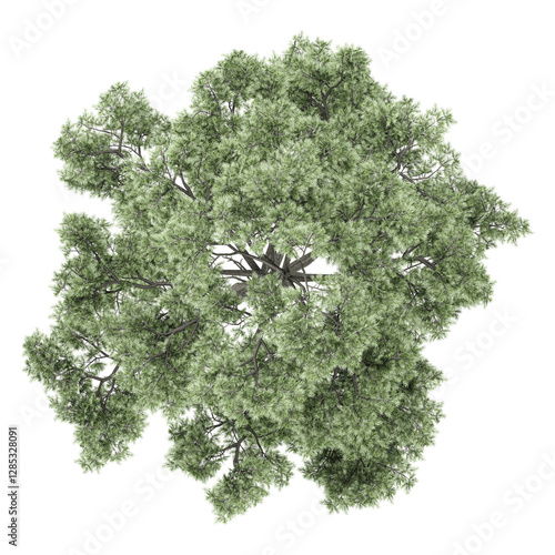 Green Oak tree isolated on transparent Canvas from top view
