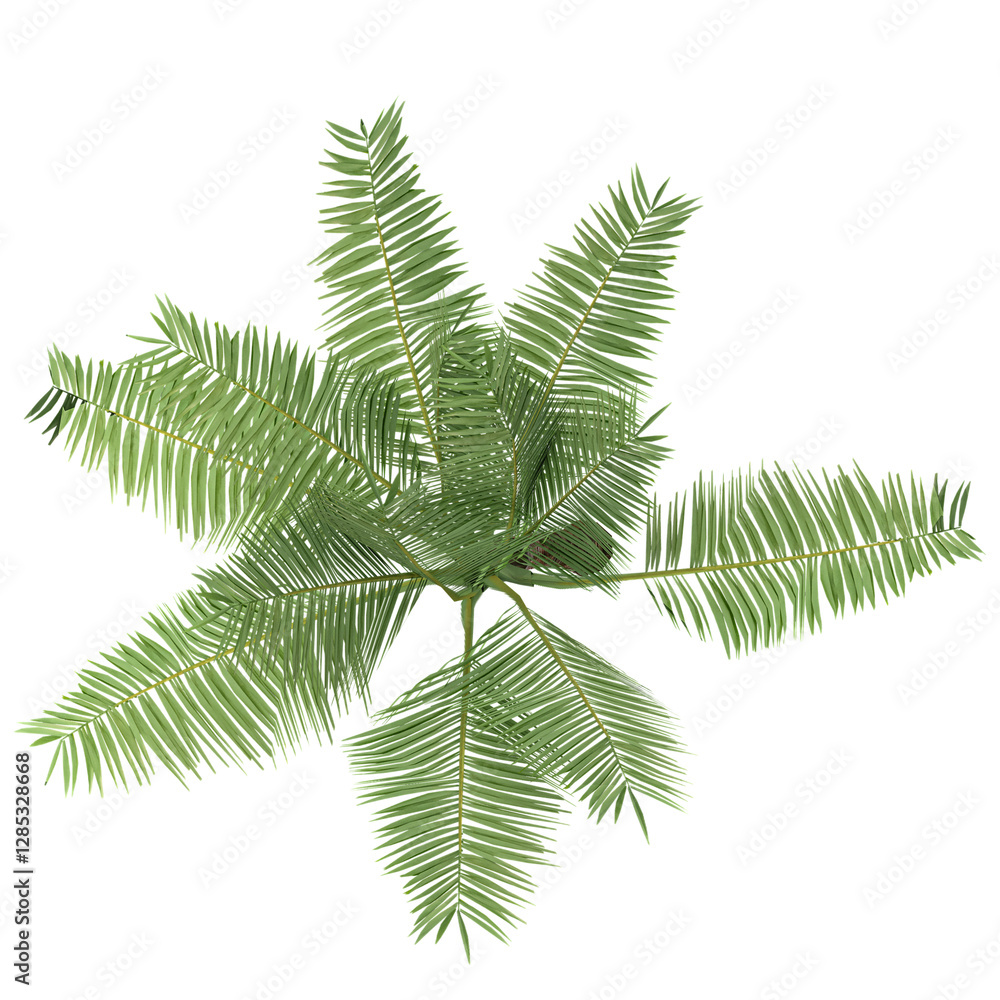 Naklejka premium Top view of Cycas tree isolated on transparent Canvas