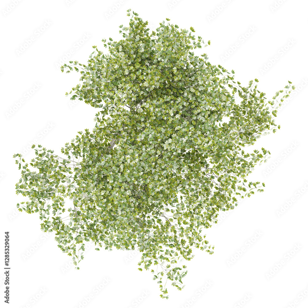 Obraz premium Top view of Young's weeping tree isolated on transparent Canvas
