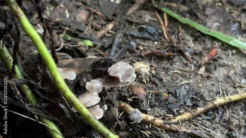mushrooms that grow on the ground. These mushrooms have a pale white color and an interesting shape. mushrooms that grow on the ground. These mushrooms have a pale white color and an interesting shape.
