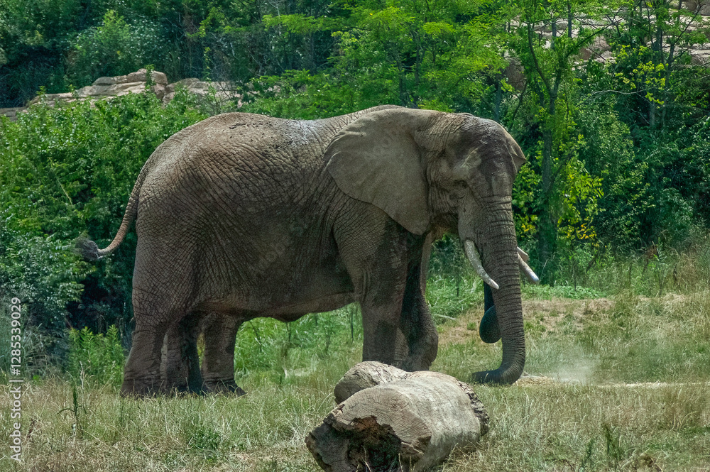 Fototapeta premium elephants in the zoo