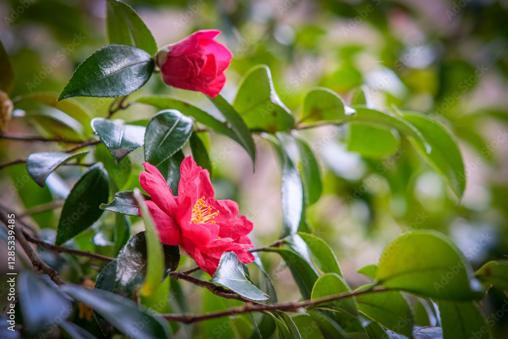 Sasanqua Camelia blooming in Osaka Park. Sasanqua Camelia blooming in Osaka Park.
