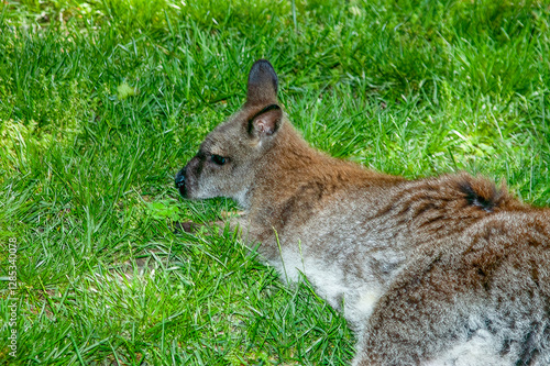 wallaby lying in the grass photo