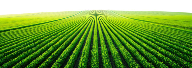 Fotobehang Groen A vast field with rows of crops appears against a transparent background.  © Duka Mer