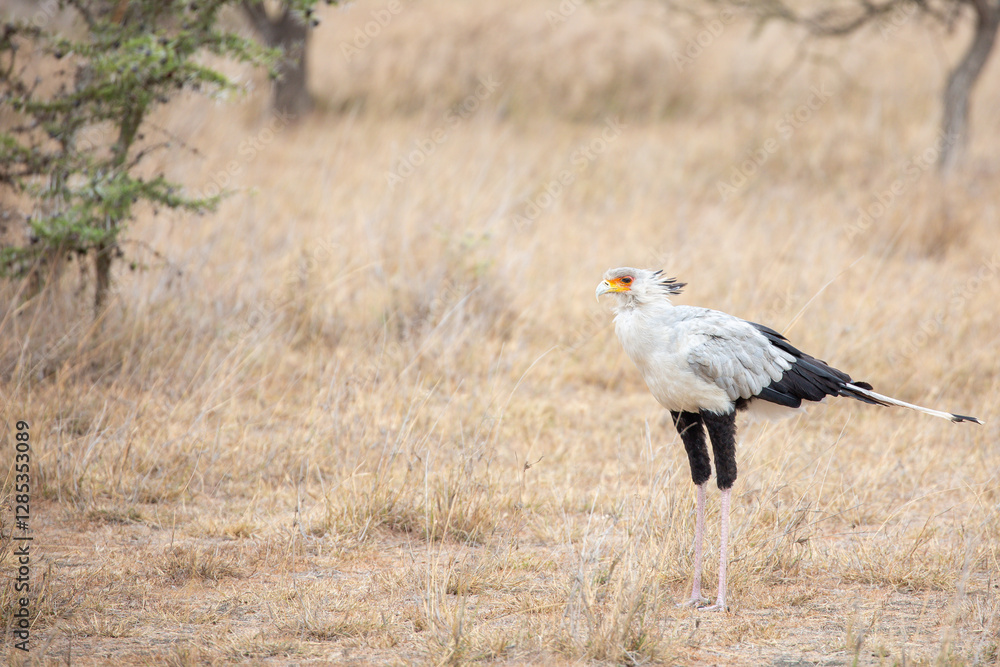 Secretary bird (Sagittarius serpentarius), Kenya. Secretary bird (Sagittarius serpentarius), Kenya.
