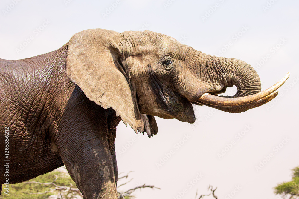 Fototapeta premium Close up profile of an Elephant (loxodonta africana).