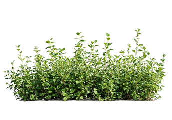 A patch of green grass isolated on a transparent background. Useful for adding realistic ground cover to designs, architectural renderings, or landscape visualizations