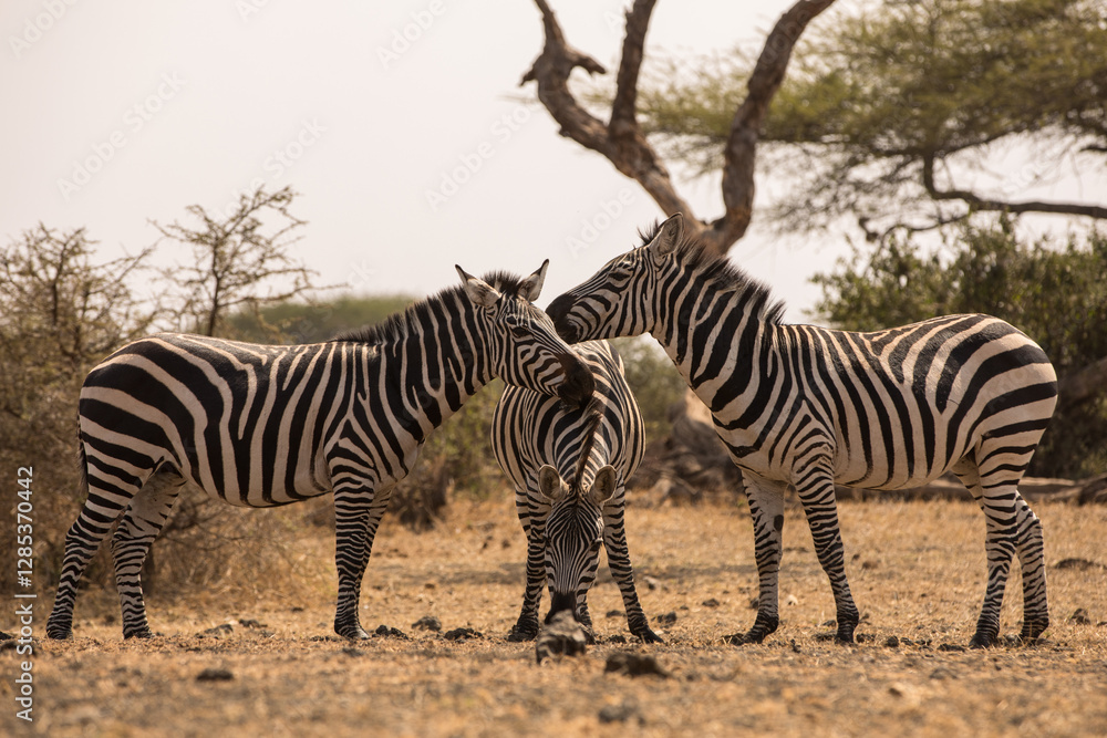 Three Zebras (Equus quagga) near a waterhole. Kenya. Three Zebras (Equus quagga) near a waterhole. Kenya.