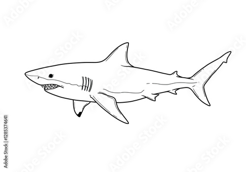 Shark clip art outline. This image shows a detailed outline of a shark with visible teeth and fins. Vector illustration design.