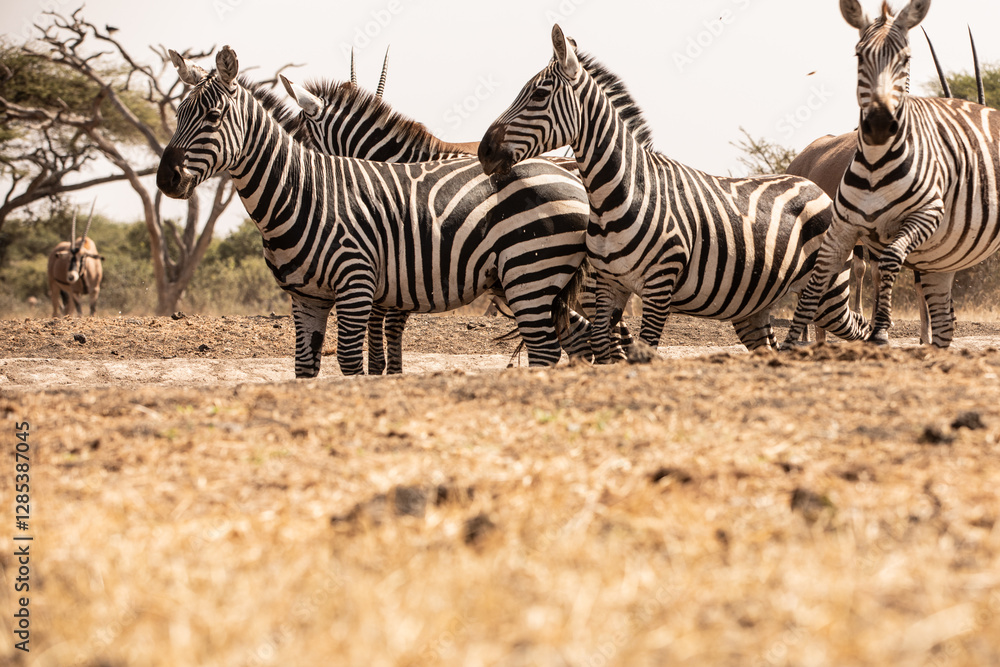 A heard of Zebras (Equus quagga) drinking at a waterhole. Kenya. A heard of Zebras (Equus quagga) drinking at a waterhole. Kenya.