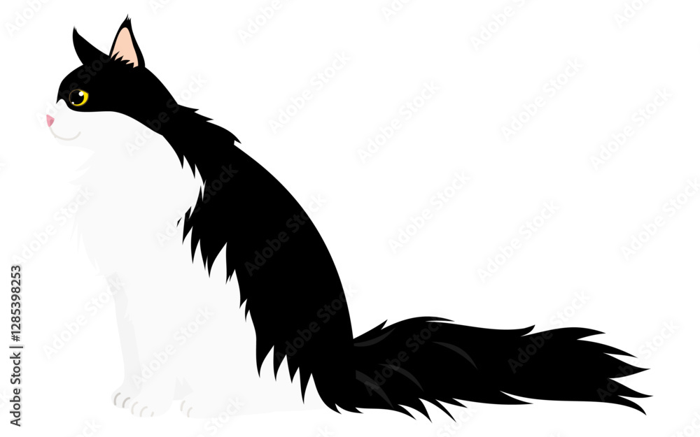 Obraz premium 長毛種の猫、白黒バイカラーのメインクーンが座って横を見ているイラスト