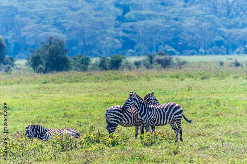 Naklejka premium A herd of Plains zebra -Equus quagga- grazing in Lake Nakamuru national park in Kenya