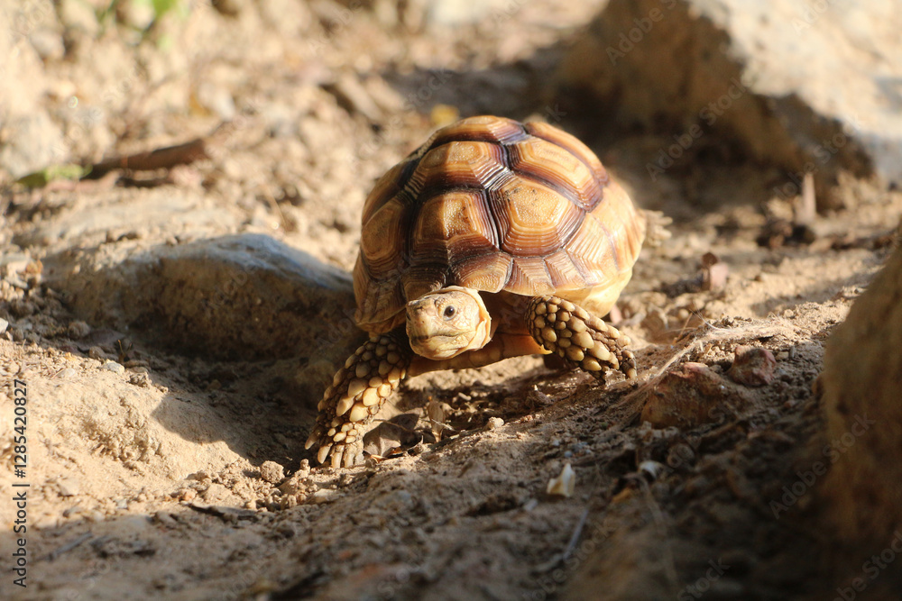Obraz premium African Sulcata Tortoise Natural Habitat,Close up African spurred tortoise resting,cute animal