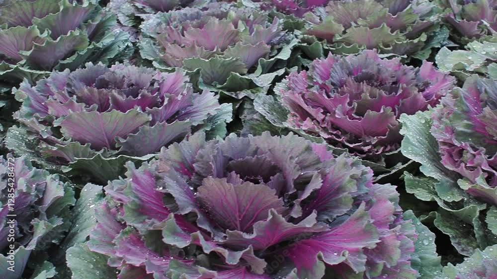 Fresh purple cabbage in the organic vegetable garden at the garden Fresh purple cabbage in the organic vegetable garden at the garden
