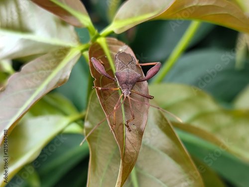 Leptoglossus zonatus is a species of aphid, a type of aphid. Leptoglossus zonatus dedang perched on a green leaf. photo