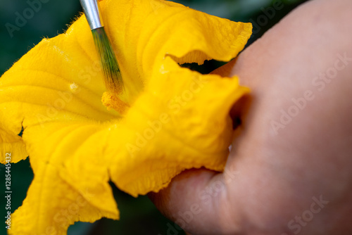 A close-up image shows a farmer scraping pollen from a fully bloomed male pumpkin flower using the tip of a brush