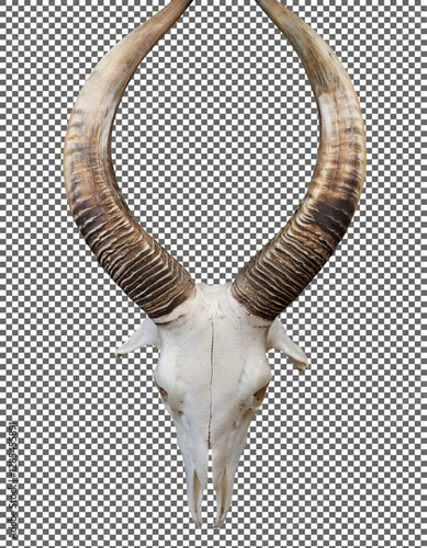 Goat horns, Majestic Antelope Skull with Natural Curved Horns on transparent background, png, psd

