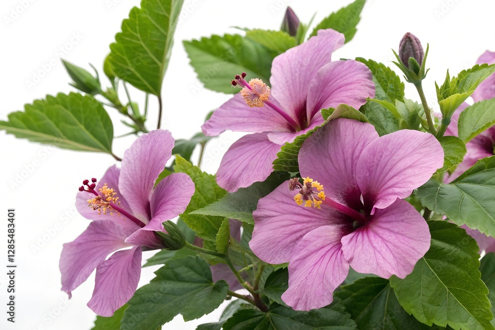 purple hibiscus flower isolated on white purple hibiscus flower isolated on white