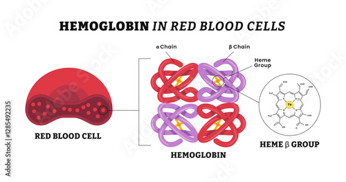 Hemoglobin in red blood cell structure anatomy diagram, schematic visual model of oxygen-binding proces, labeled alpha, beta, chain, Heme groups, α and β subunits, ron atoms and oxygen molecule