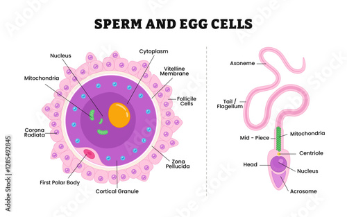 Structure of human gametes : egg and sperm structure anatomy, Human Egg or Ovum structure and Human Sperm or Spermatozoa for health education infographic illustration.