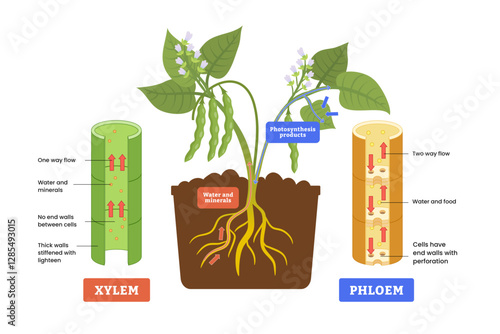Xylem and phloem diagram process, Labeled water, nutrient and mineral transportation scheme, biological translocation process, living tissue n vascular plants. Photosynthesis products.