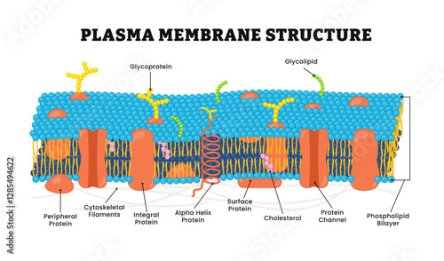 Plasma cell membrane structure anatomy diagram model, Cell cytoplasmic membrane structure, labeled glycoprotein, glycolipid, phospholipid, bilayer, cytoskeleton, protein, alpha helix