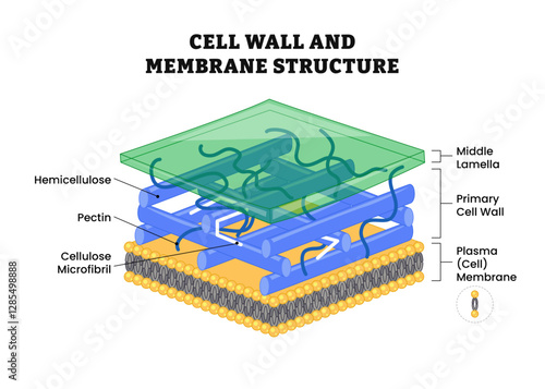 Cell wall structure anatomy with plant cellular parts, labeled model component hemicellulose, pectin, middle lamella, cell wall, plasma, cell membrane, cellulose, microfibril. Vector illustration.