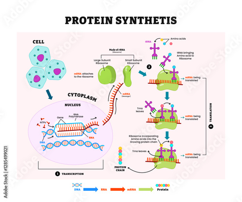 Protein Synthesis Diagram Process, labeled transcription, translation process, cycle explanation. How body creates protein chain from cytoplasm, made of rRna, cytoplasm, nucleus, dna, mRna.