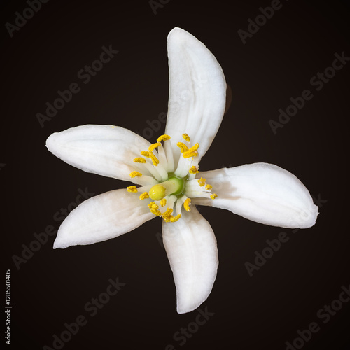 Konstfotografi Cut out macro photo of the white blossom of a lemon tree flower