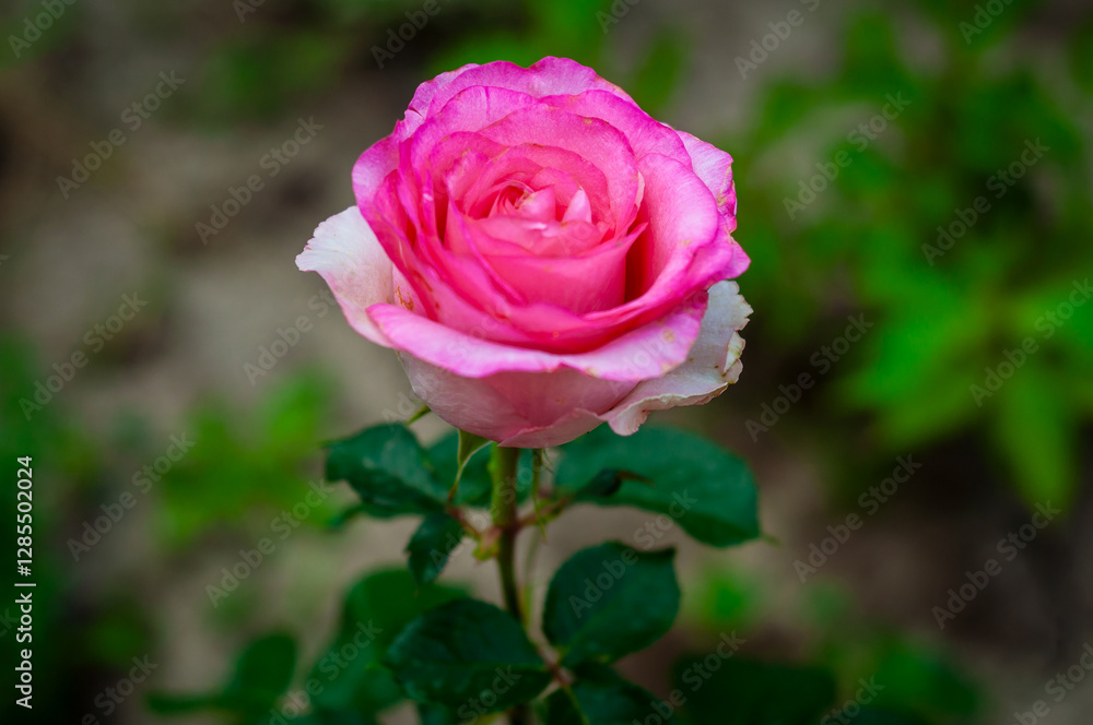 A single pink rose in full bloom, its petals gently unfurling A single pink rose in full bloom, its petals gently unfurling